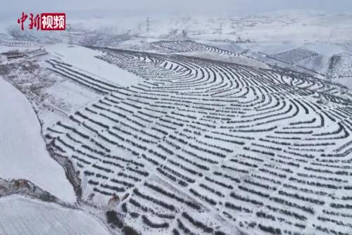 宁夏同心迎降雪 银装素裹美如画