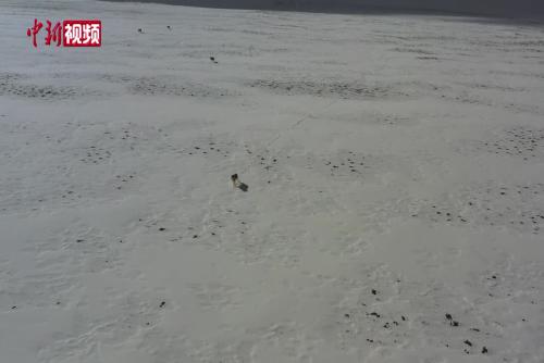 西藏阿里现雪原群狼