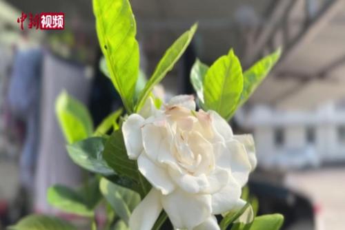 “伪装大师”兰花螳螂现身云南江城