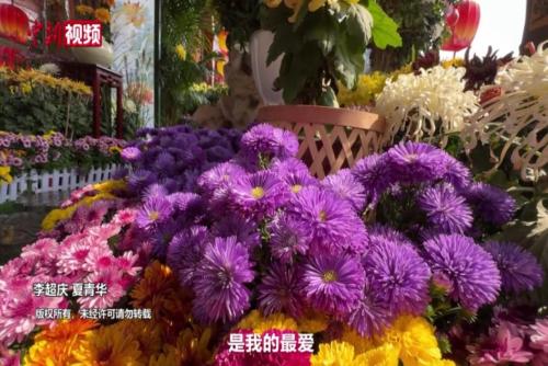 多国特色菊花亮相古都开封 吸引游客“打卡”