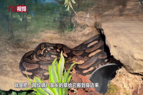 蛇年将至 北京动物园的蛇入住“精装别墅”